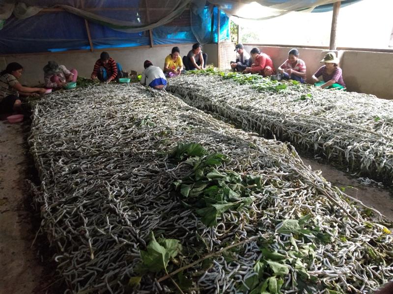 Mô hình trồng dâu nuôi tằm tại xã Quốc Oai, huyện Đạ Tẻh