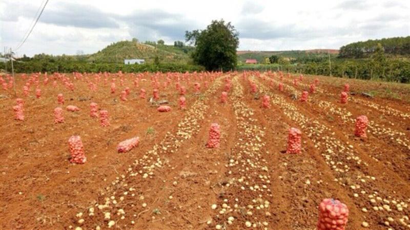 Nông dân huyện Đức Trọng thu hoạch khoai tây