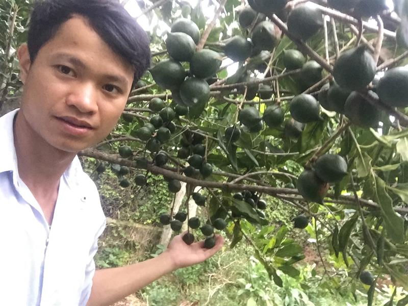 Anh Triệu Đức Dương bên mô hình trồng xen cây mắc ca trong vườn cà phê