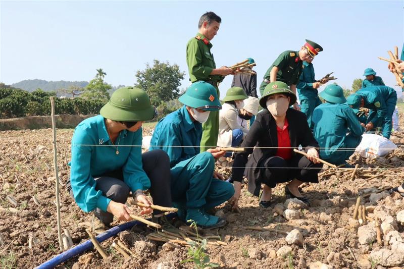 Ban Chỉ đạo Chương trình phối hợp giữa lực lượng vũ trang với các tổ chức chính trị - xã hội tỉnh giúp bà con nông dân trồng dâu