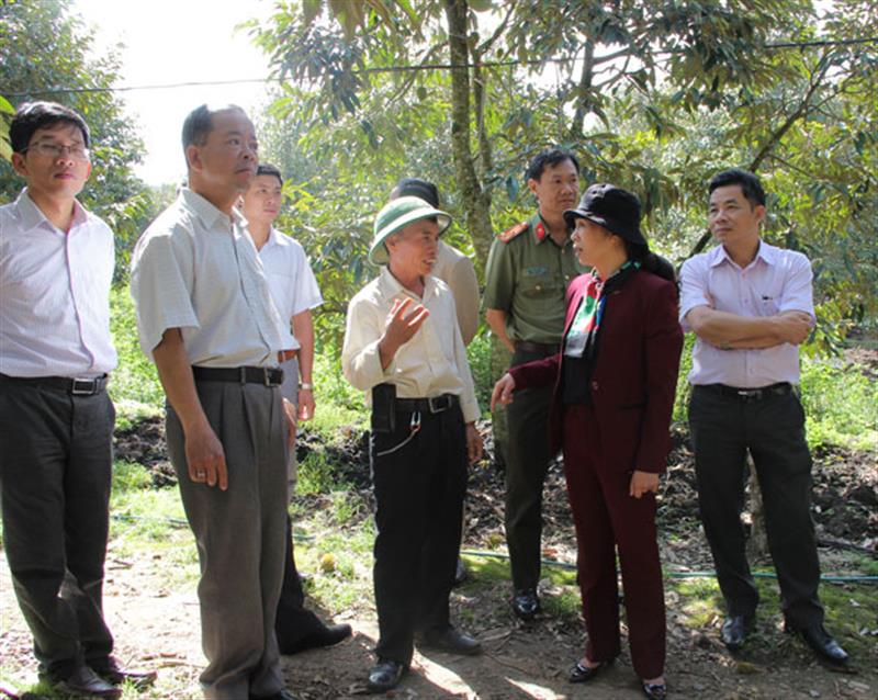 Đồng chí Nguyễn Thị Lệ và đoàn công tác của Ban Dân vận các cấp đã thăm mô hình sầu riêng của gia đình ông Vũ Văn Bằng thôn 12 xã Hòa Bắc