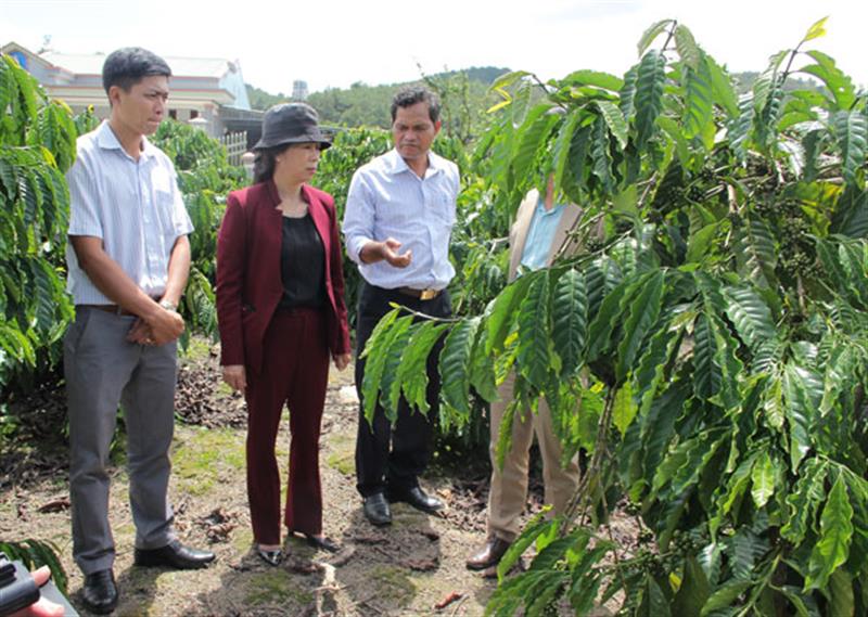 Đồng chí Nguyễn Thị Lệ và đoàn công tác của Ban Dân vận các cấp đã thăm mô hình vườn cà phê tái canh của ông Nguyễn Văn Nam thôn 10 xã Hòa Bắc